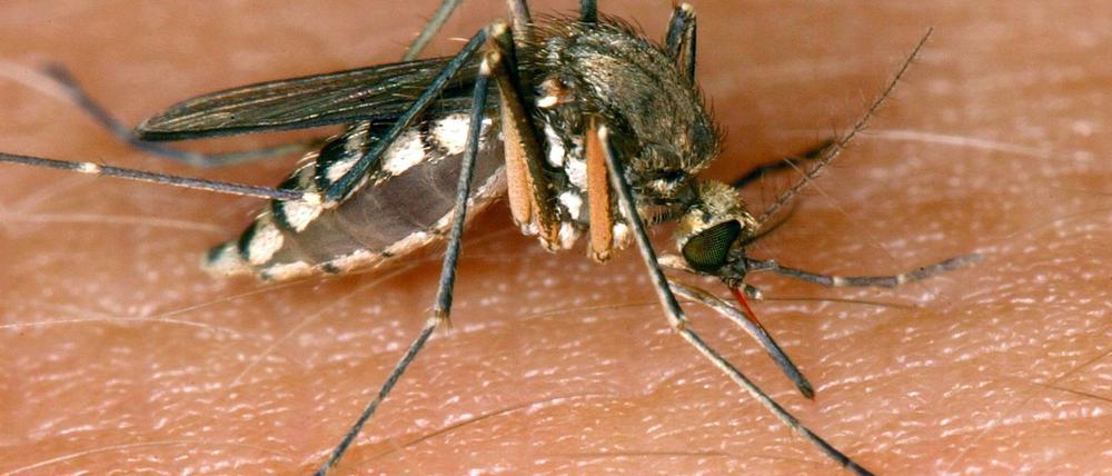 In Deutschland sind 26 Infektionen mit dem West-Nil-Virus gemeldet worden.