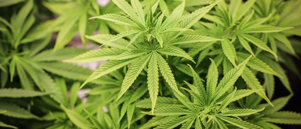 Das Landesamt für Arbeitsschutz, Verbraucherschutz und Gesundheit (LAVG) in Brandenburg ist für die Genehmigung von Cannabis-Anbauvereinigungen zuständig. (Symbolbild)