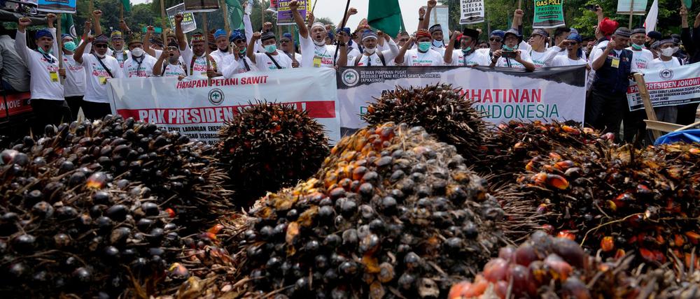 Die EU erkennt Biodiesel aus Palmöl bald nicht mehr als nachhaltig an. (Archivbild)