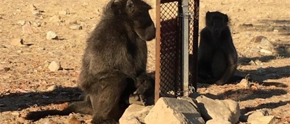 Ein wildlebender Bärenpavian (Papio ursinus) sitzt im Tsaobis Nature Park in Namibia vor einem Spiegel.