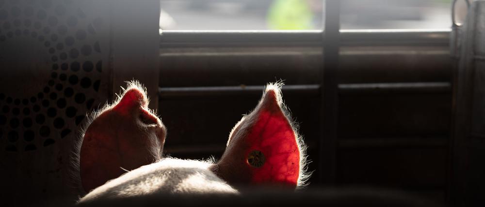 Lebende Tiere sollen auf Transportern ins EU-Ausland besser geschützt werden (Symbolbild).