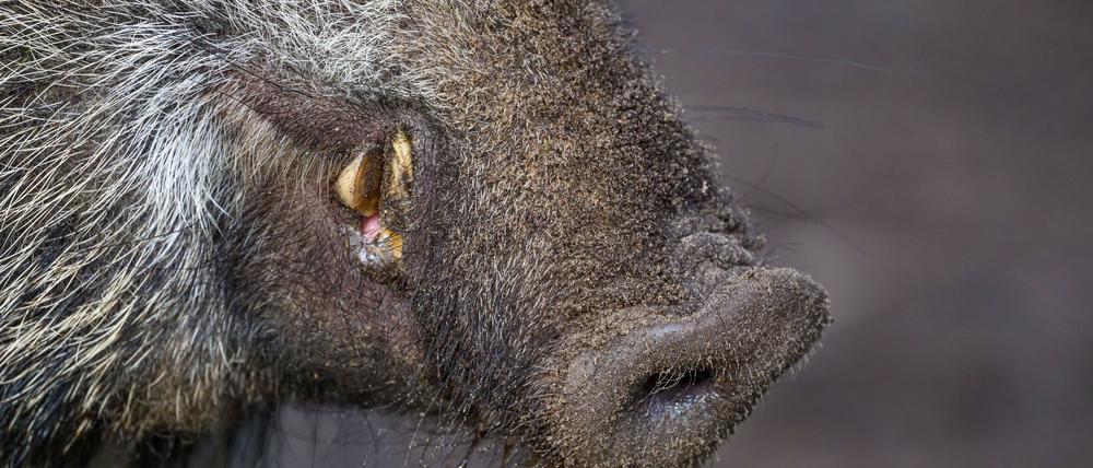 Ein Schweinepest-Fall ist im Landkreis Märkisch-Oderland nachgewiesen worden. (Symbolbild)