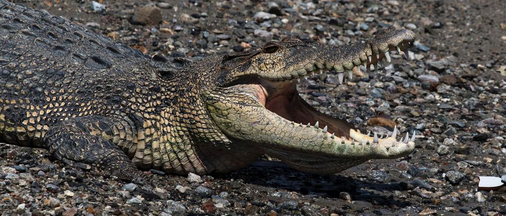 In keinem Land der Welt gibt es so viele Krokodilattacken auf Menschen wie in Indonesien.