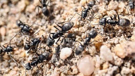 Am Bordstein einer Straße krabbeln Ameisen.