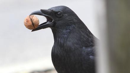 In Städten werfen Krähen gern Walnüsse oder andere hartschalige Dinge vor Autos, Räder oder Füße - in der Hoffnung, sie aufgeknackt zu bekommen.