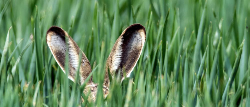 Nur die langen Ohren eines Feldhasen ragen aus einem Getreidefeld im Oderbruch nahe Neuranft.