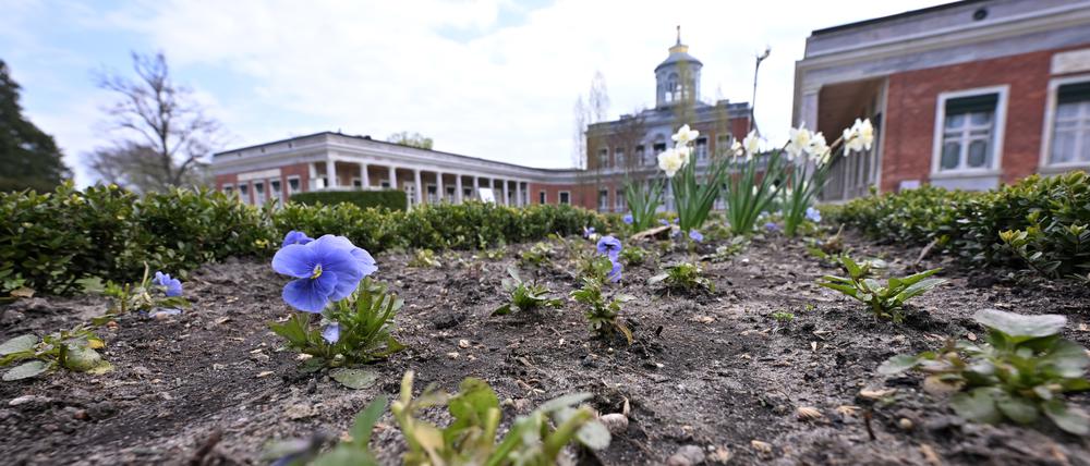 Die Beete vor dem Marmorpalais im Neuen Garten Potsdam sind von Rehen geplündert worden und zeigen deutliche Lücken.