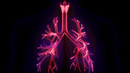 3D-Illustration des menschlichen Lungentraktes