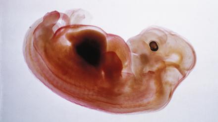 Ein menschlicher Embryo