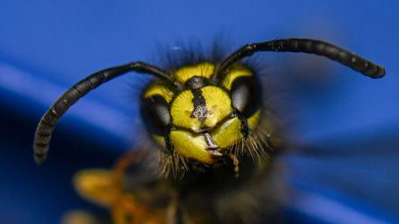 Im Bundesstaat South Carolina wurden radioaktiv verseuchte Wespen gefunden.