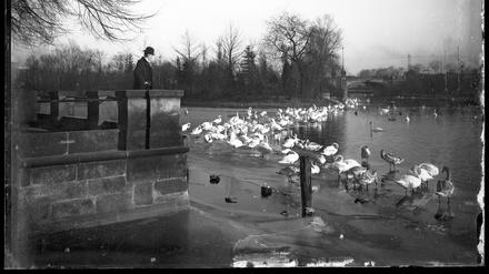 Schwäne auf der Havel im Winter. Die Aufnahme entstand um 1905 in Potsdam.
