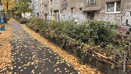 Selbstgemachte Abwehr gegen Kreuzberger Junkies: Der „natürliche Zaun“ in der Wiener Straße.