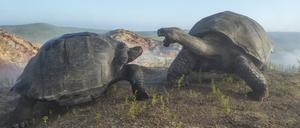 Alcedo-Riesenschildkröten (Chelonoidis vandenburghi) am Alcedo-Vulkan auf Isabela, der größten Insel des Archipels.