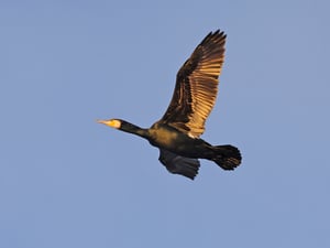 Kormorane an der Neuen Fahrt in Potsdam