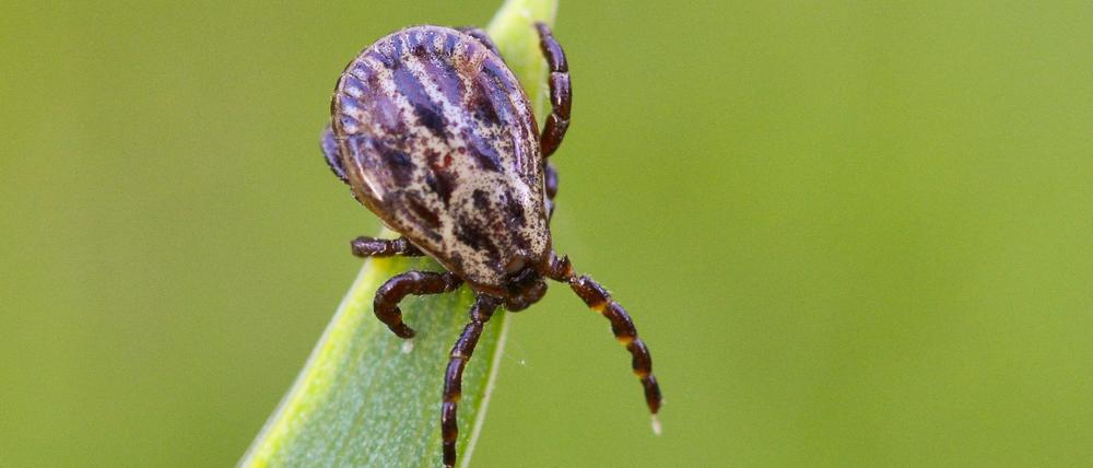 Auwaldzecken (Dermacentor reticulatus), die in Deutschland immer häufiger vorkommen, können Fleckfieber (Rickettsien) übertragen.