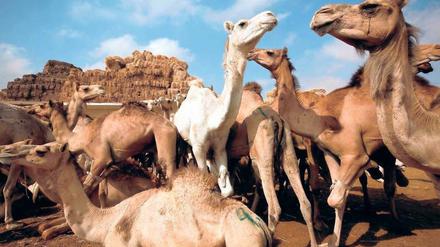 Trägertiere. Wissenschaftler glauben, dass Dromedare, wie hier auf einem Markt bei Kairo, das tödliche Mersvirus auf Menschen übertragen.