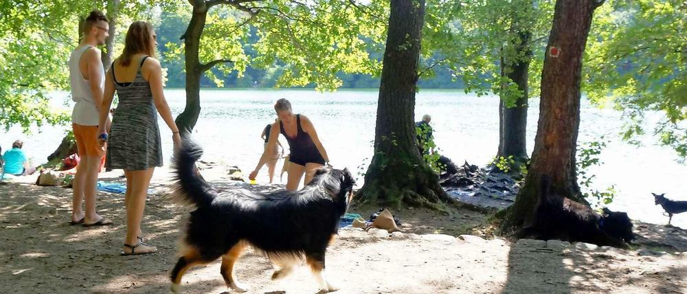 Beißt sich das? Im Schlachtensee wird gern gebadet – aber ein Teil gehört (noch) zum Hundeauslaufgebiet.