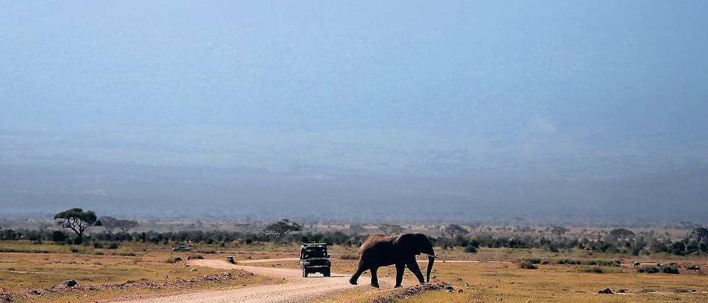 Natur pur. Safaris waren bislang ein wichtiger Wirtschaftsfaktor. Doch die Buchungen sind fast um die Hälfte zurückgegangen.