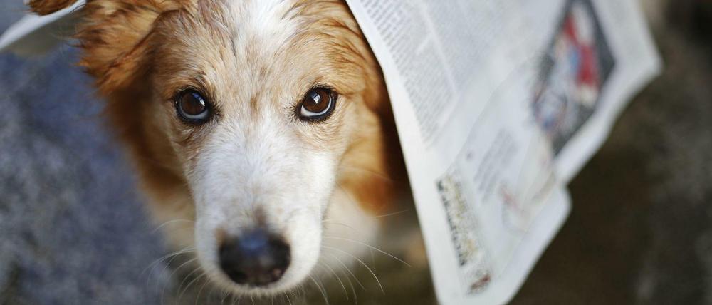 Nass geworden. Viele Tiere mussten vorübergehend in Notunterkünfte gebracht werden.
