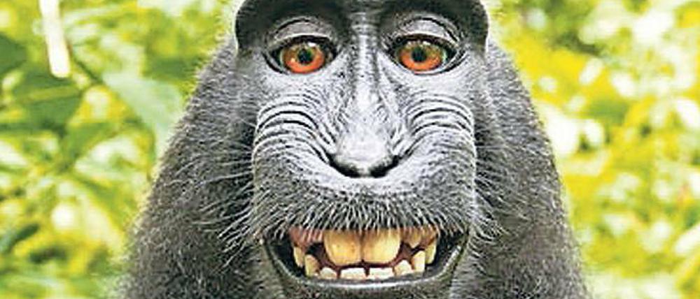 Zum Grinsen. Der Schopfmakak Naruto im Selfie-Zeitalter.