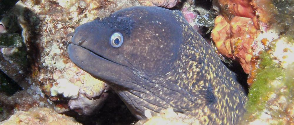 Da späht die schöne Helena aus ihrem Loch.