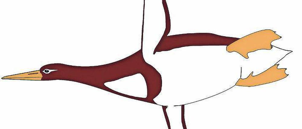 Monstervogel. Pinguine waren nicht immer klein und possierlich. Über 1,70 Meter wurden Vorfahren, als Dinosaurier nicht mehr und Wale noch Konkurrenz waren.