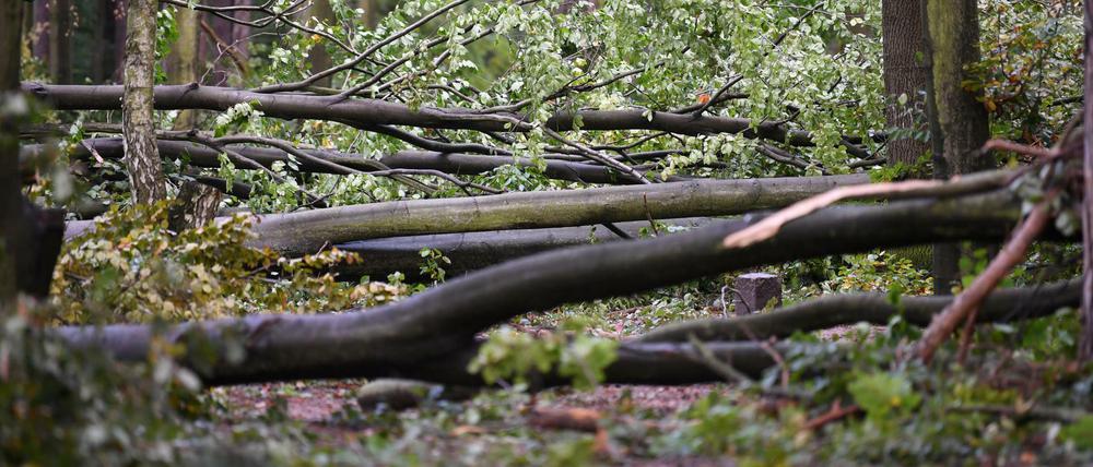 Der Berliner Wald verliert an Fläche, die meisten Bäume fallen allerdings Stürmen zum Opfer.