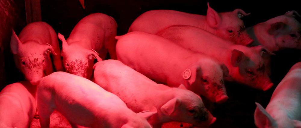 Diese Ferkel leben in einem Hof in Mecklenburg-Vorpommern, der sich für mehr Tierwohl einsetzt.