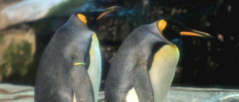 Vielleicht bald stolze Eltern? Das Pinguinpaar Skipper und Ping.