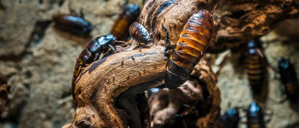 Sie sind bis acht Zentimeter groß, haben einen festen Panzer und sehen aus wie Kakerlaken: die Madagaskar-Riesenfauchschaben.