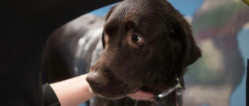 Auf den Hund gekommen. Die gestohlenen Welpen sollten gewinnbringend verkauft werden.