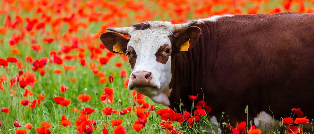 Die Deutschen essen weniger Fleisch.