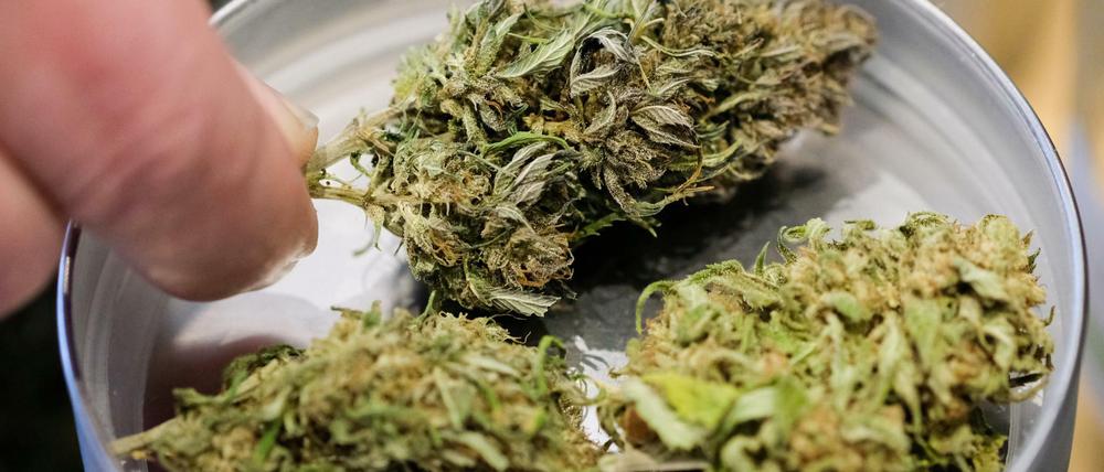 Die Ermittler stellten 240 Kilogramm Marihuana sicher. (Symbolbild)