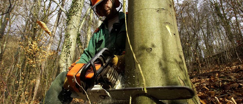 Baumfällung per Kettensäge - hier ein Symbolbild.