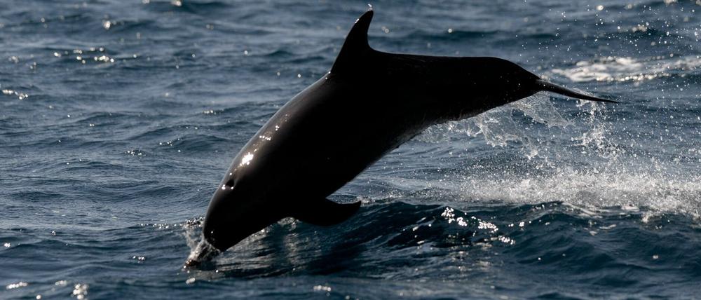 Ein Delphin schwimmt im Pazifischen Ozean vor der Küste Guatemalas.