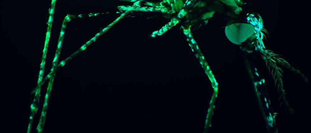 Anopheles-Mücke. Die Entwickler erhoffen sich baldiges grünes Licht für ihren Impfstoff.