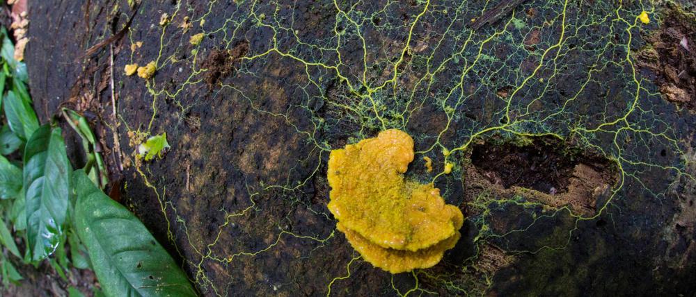 Die Deutsche Gesellschaft für Protozoologie hat den Schleimpilz zum „Einzeller des Jahres“ 2021gekürt.