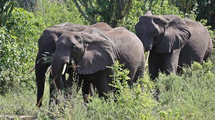 Elefanten im Queen-Elisabeth-Nationalpark im Westen von Uganda.
