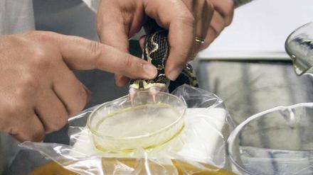 Alles im Griff. Am Instituto Butantan in Sao Paulo „melkt“ ein Forscher eine Giftschlange.