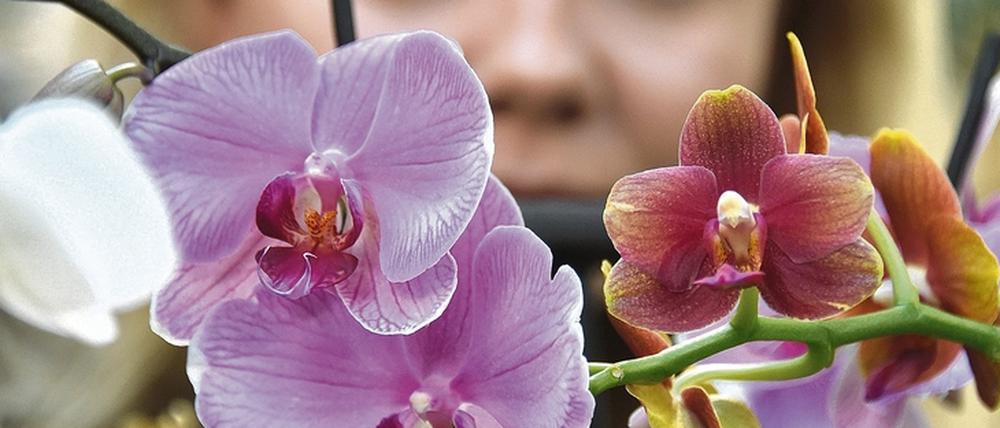 Blütenpracht. Etwa 1000 Orchideen werden in der Ausstellung in der Potsdamer Biosphäre gezeigt. Foto: Bernd Settnik/dpa