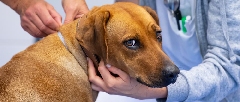 In Kleintierpraxen werden Haustiere wie Hunde, Katzen oder Hamster behandelt.