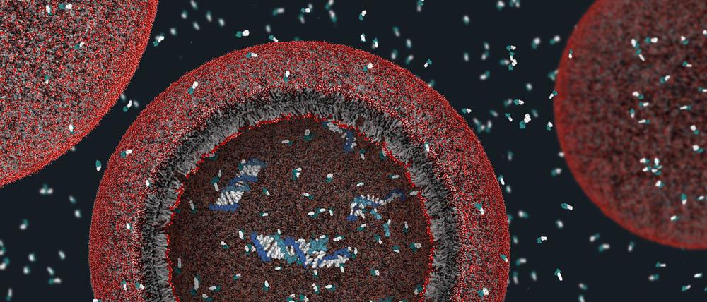 Aug. 4, 2008 - A model protocell assembled by artificial life researcher Jack Szostak at the Howard Hughes Medical Institute in Bethesda, Maryland. It consists of a synthetic membrane, or cell wall, enclosing a scrap of genuine DNA. The cell is not alive, but it s a step toward possible creation of living organisms in the future. ( , Szostak group, MGH/Harvard UniversityMCT) - ZUMAm67_ 20080804_baf_m67_149 Copyright: xJanetxIwasax