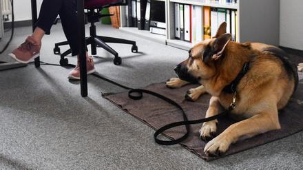 Eine Mitarbeiterin hat beim Aktionstag „Kollege Hund“ des Deutschen Tierschutzbundes ihren Husky-Schäferhund-Mischling an ihren Arbeitsplatz im Büro mitgebracht.