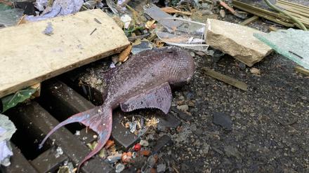 16.12.2022, Berlin: Ein toter Fisch liegt neben einem Gulli vor dem Hotel Radisson Blue, in dem das riesige Aquarium, der Aquadome des Sea Life, geplatzt ist. Foto: Alexander Rothe/dpa +++ dpa-Bildfunk +++