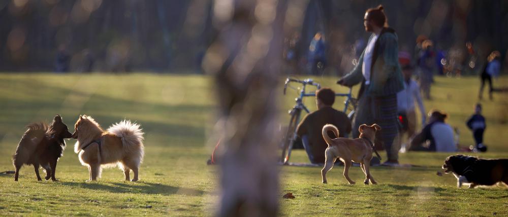 Hunde in einem Berliner Park.