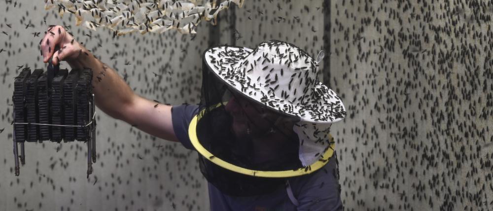 In Plastikwaben legt die Schwarze Soldatenfliege ihre Eier ablegt. Die Larve werden dann zu Fischfutter weiterverarbeitet.