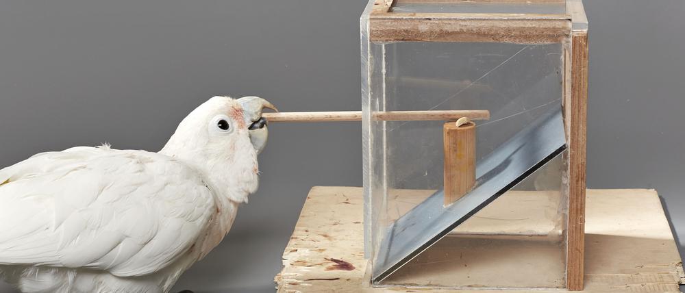 Goffin-Kakadus können gezielt Werkzeuge anfertigen und einsetzen, um an eine leckere Nuss zu kommen. Aber ist diese Intelligenzleistung vergleichbar mit der von Menschen?