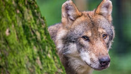 Ein Wolf schaut in einem Wildpark hinter einem Baum hervor.