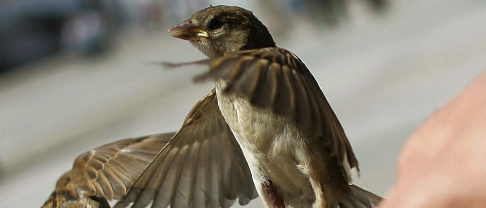 Als echte Berliner schon mal gern etwas keck: Spatzen am Brandenburger Tor.