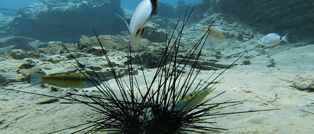 Seeigel im Mittelmeer